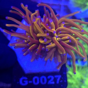 Euphyllia Glabrescens 24K (2 głowy) WYSIWYG #G0027