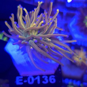 Euphyllia Glabrescens Holy Grail US Style WYSIWYG #E0136