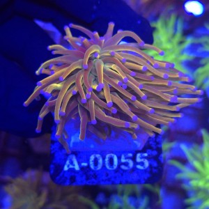Euphyllia Glabrescens Holy Grail US Style (2 głowy) WYSIWYG #A0055
