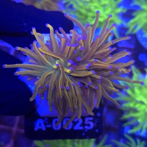 Euphyllia Glabrescens Holy Grail US Style (2 głowy) WYSIWYG #A0025