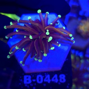 Euphyllia Glabrescens Golden Torch WYSIWYG #B0448
