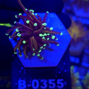 Euphyllia Glabrescens Golden Torch WYSIWYG #B0355