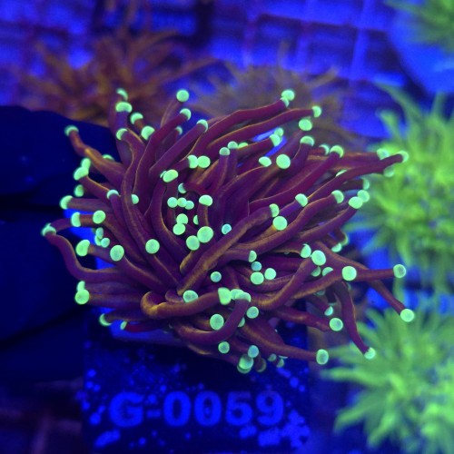 Euphyllia Glabrescens Golden Torch (2 głowy) WYSIWYG #G0059