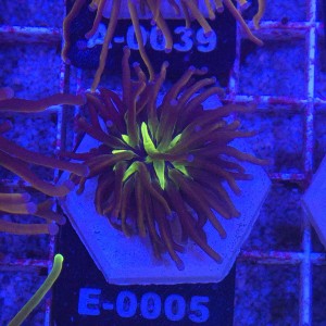 Euphyllia Glabrescens New York Nicks Ultra WYSIWYG #E0005