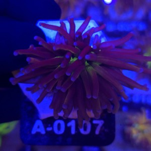 Euphyllia Glabrescens New York Nicks Ultra WYSIWYG #A0107