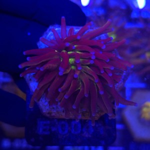 Euphyllia Glabrescens New York Nicks Ultra WYSIWYG #E0011
