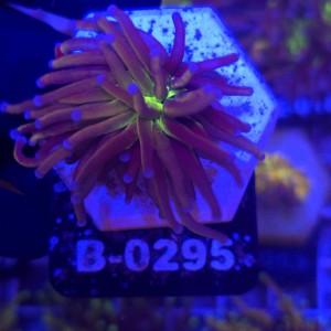 Euphyllia Glabrescens New York Nicks Ultra WYSIWYG #B0295