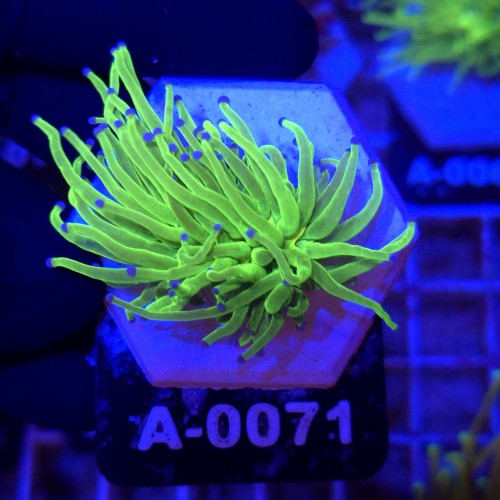 Euphyllia Glabrescens Green Blue tips WYSIWYG #A0071