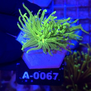 Euphyllia Glabrescens Green Blue tips WYSIWYG #A0067