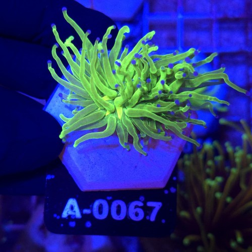 Euphyllia Glabrescens Green Blue tips WYSIWYG #A0067