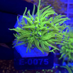 Euphyllia Glabrescens Green Blue tips (2 głowy) WYSIWYG #E0075