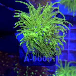 Euphyllia Glabrescens Green Blue tips (2 głowy) WYSIWYG #A0009