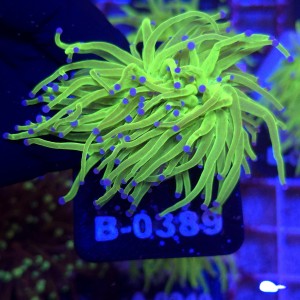 Euphyllia Glabrescens Green Blue tips (2 głowy) WYSIWYG #B0389