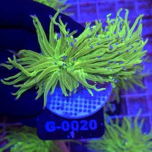 Euphyllia Glabrescens Green Blue tips (3 głowy) WYSIWYG #G0020