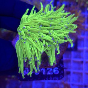 Euphyllia Glabrescens Green Blue tips (3 głowy) WYSIWYG #A0126