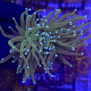 Euphyllia Glabrescens Green white tips (2 głowy) WYSIWYG #A0116