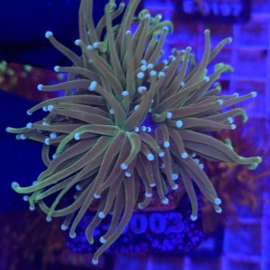 Euphyllia Glabrescens Green white tips (2 głowy) WYSIWYG #E0003