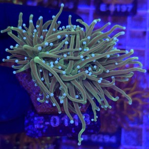 Euphyllia Glabrescens Green white tips (2 głowy) WYSIWYG #E0118