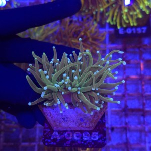 Euphyllia Glabrescens Green white tips (2 głowy) WYSIWYG #A0095