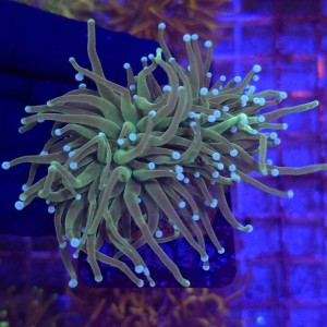 Euphyllia Glabrescens Green white tips (2 głowy) WYSIWYG #E0052