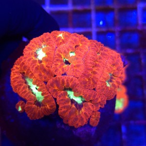 Blastomussa Ultra red with green mouth WYSIWYG #1