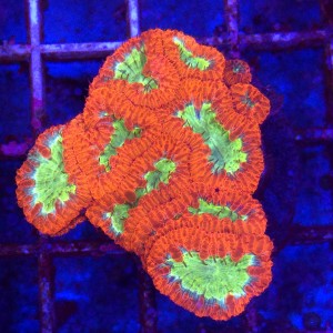 Blastomussa Ultra red with green mouth WYSIWYG #2