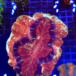 Acanthophyllia Rainbow Inferno Ultra WYSIWYG | kolekcjonerski koralowiec LPS