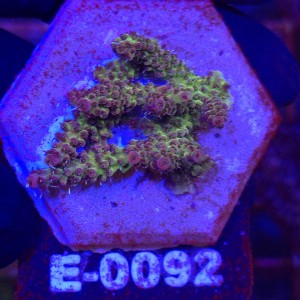 Acropora Red Planet WYSIWYG #E0092 | kolekcjonerski koralowiec SPS