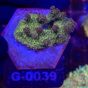 Acropora Red Planet WYSIWYG #G0039 | kolekcjonerski koralowiec SPS