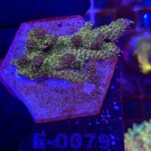 Acropora Red Planet WYSIWYG #E0079 | kolekcjonerski koralowiec SPS 