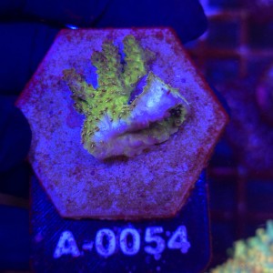 Acropora Red Planet WYSIWYG #A0054 | kolekcjonerski koralowiec SPS