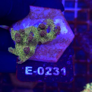 Acropora Red Planet WYSIWYG #E0231 | kolekcjonerski koralowiec SPS