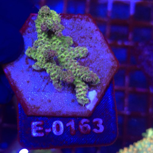 Acropora Red Planet WYSIWYG #E0163 | kolekcjonerski koralowiec SPS