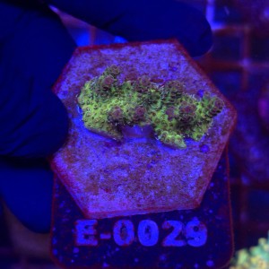 Acropora Red Planet WYSIWYG #E0029 | kolekcjonerski koralowiec SPS