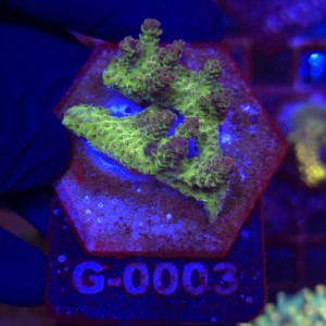 Acropora Red Planet WYSIWYG #G0003 | kolekcjonerski koralowiec SPS