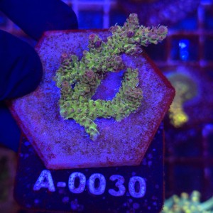 Acropora Red Planet WYSIWYG #A0030 | kolekcjonerski koralowiec SPS