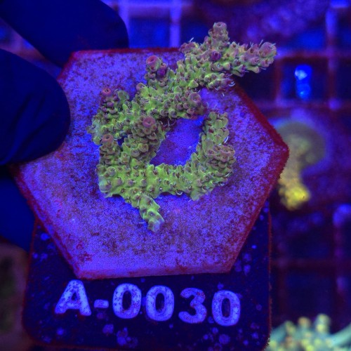Acropora Red Planet WYSIWYG #A0030 | kolekcjonerski koralowiec SPS