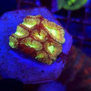 Favia Golden Blood Frag 