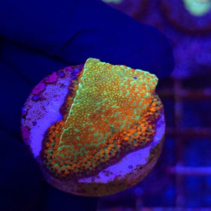 Montipora Aquaman WYSIWYG | kolekcjonerski koralowiec SPS
