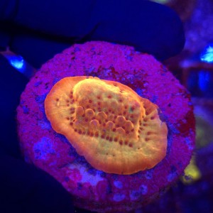 Montipora danae (Flaming Phoenix) - frag