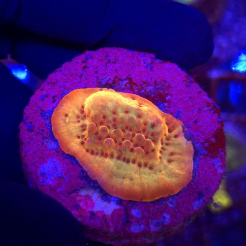 Montipora danae (Flaming Phoenix) - frag