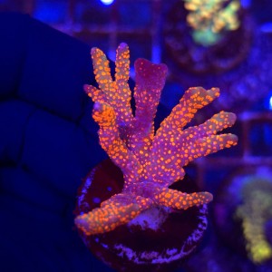 Montipora Bubblegum WYSIWYG | kolekcjonerski koralowiec SPS