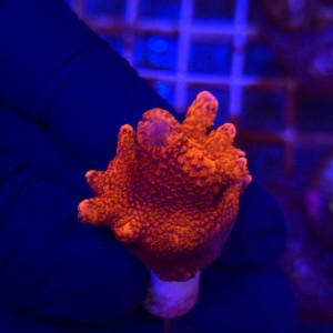 >Montipora Cherry Digitata WYSIWYG | kolekcjonerski koralowiec SPS
