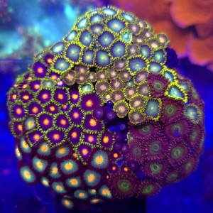 ZOA Garden Mix WYSIWYG #E0224