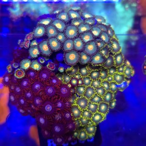 ZOA Garden Mix WYSIWYG #B0383