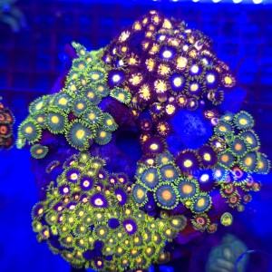 ZOA Garden Mix WYSIWYG #E0217