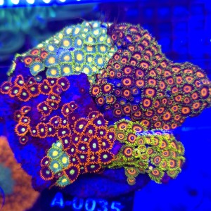 ZOA Garden Mix WYSIWYG #A0035