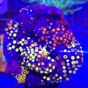 ZOA Garden Mix WYSIWYG #B0410