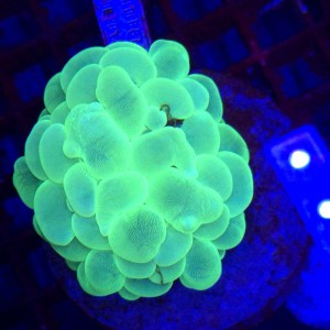 Plerogyra Fluo Green WYSIWYG | fluorescencyjny Bubble Coral LPS