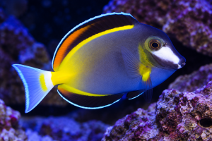 Acanthurus japonicus | Powder Brown Tang – pokolec morski